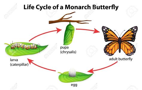 what is the first form of a butterfly figgerits|The Lifecycle of Butterflies: From Egg to Imago (4 Stages).